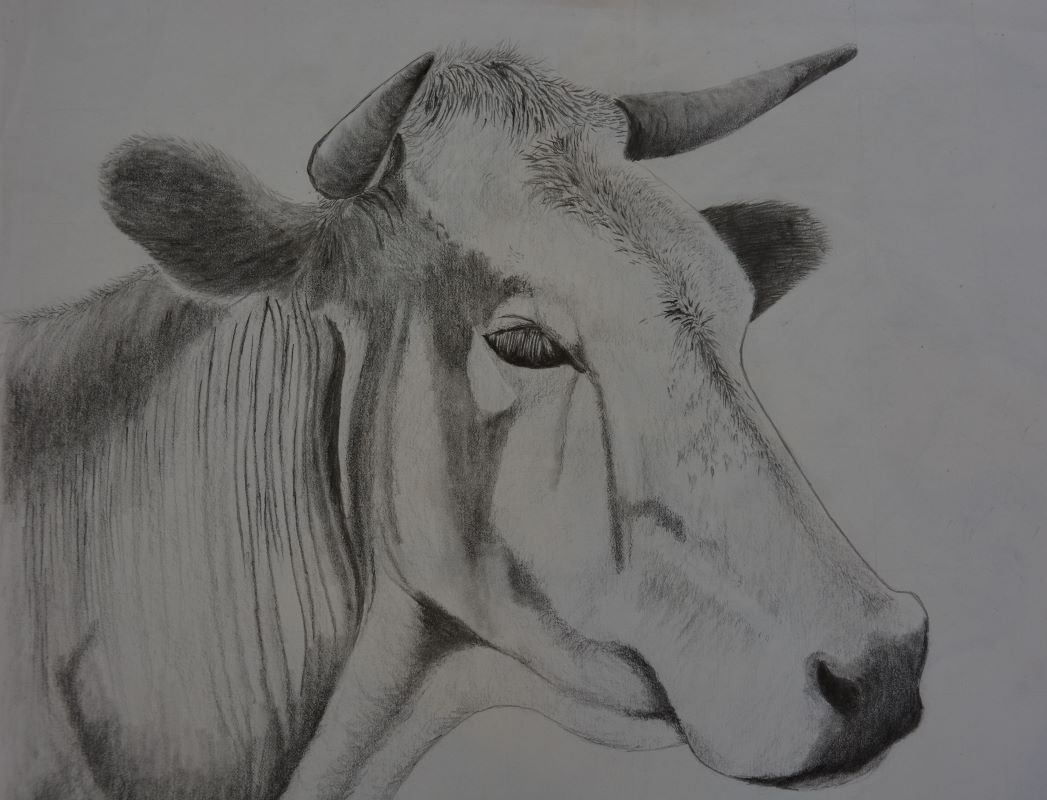 Cow_graphite