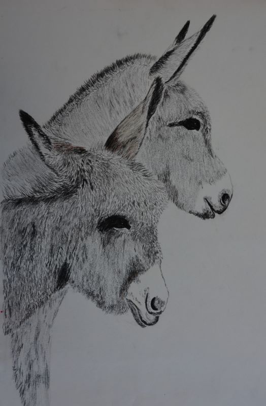 Donkeys_charcoal